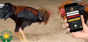 JILIBB Cockfighting Betting